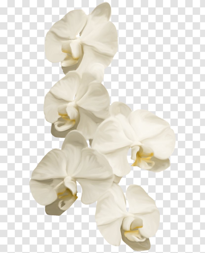 Moth Orchids Ты — моя нежность Cut Flowers Clip Art - White Pillar Transparent PNG
