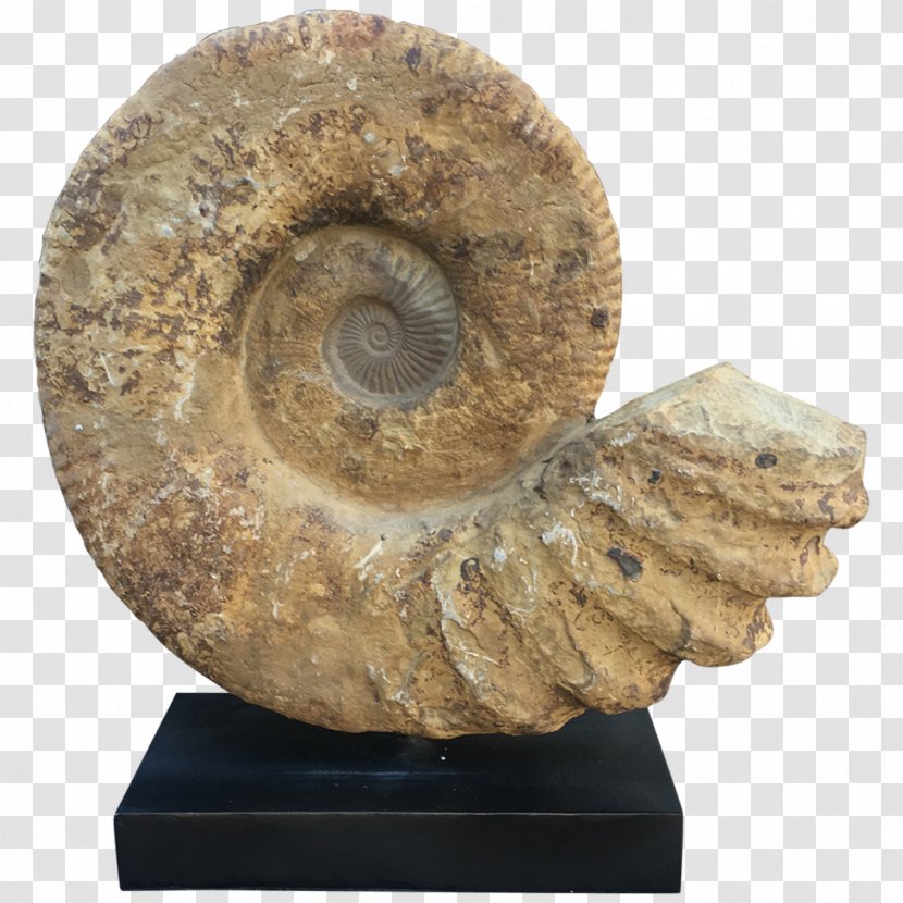 Fossil Ammonites Madagascar Table Furniture Transparent PNG