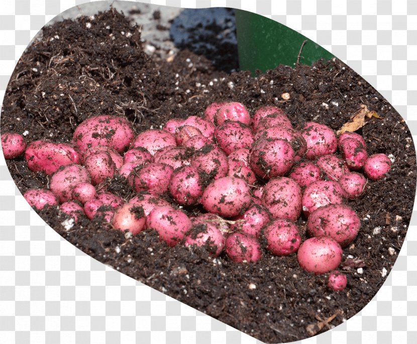 Potato Varieties Tuber Soil EarthApples Seed Potatoes - Earthapples Transparent PNG