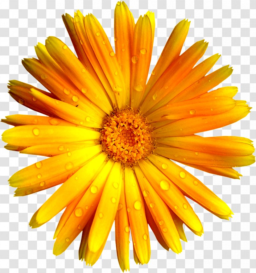 German Chamomile Flower Download - L Transparent PNG