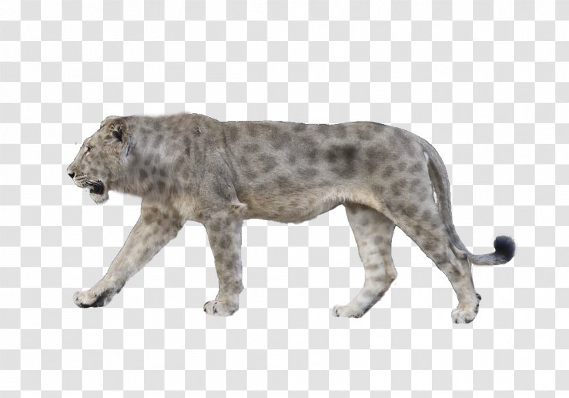 Felidae Panthera Leo Spelaea American Lion Animal Megafauna - Carnivora - Head Transparent PNG