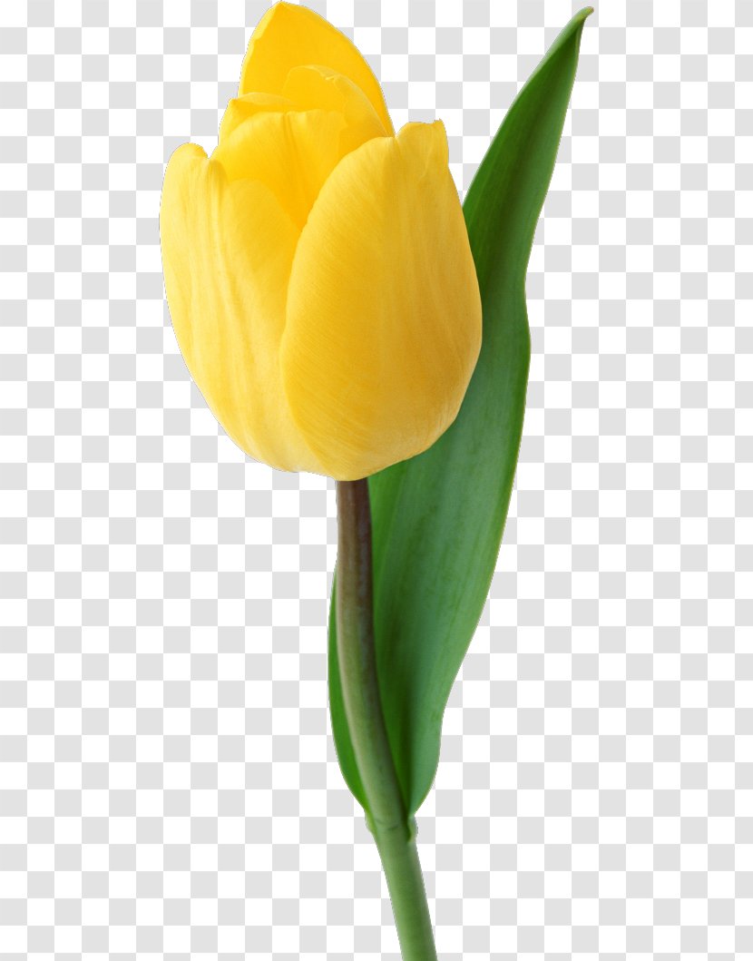 Tulip Yellow Cut Flowers Petal - Plant Stem Transparent PNG
