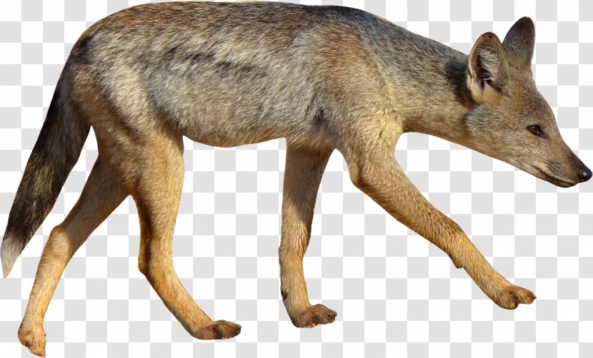 Coyote Dog Side-striped Jackal Black-backed - Fur Transparent PNG