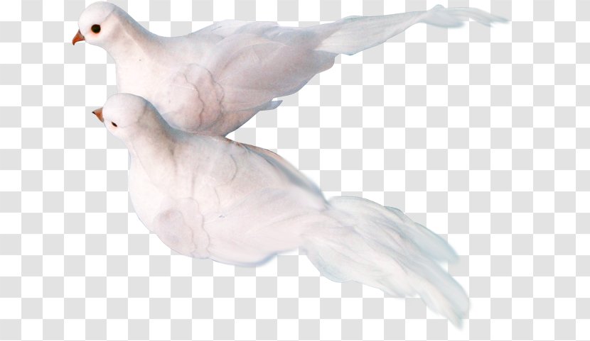 Columbidae Columba Clip Art - Wing - Pale,pigeon Transparent PNG