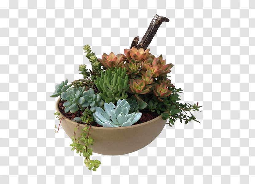 Succulent Plant Flowerpot Bowl Houseplant Transparent PNG