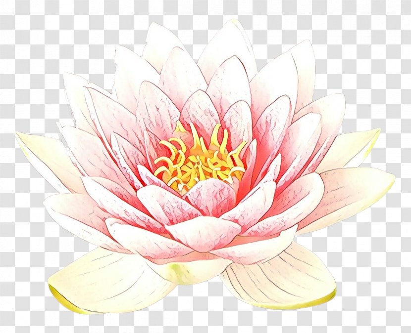 Flower Pink Petal Plant Aquatic - Sacred Lotus Flowering Transparent PNG
