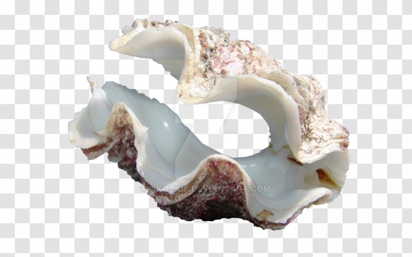 Cockle Giant Clam Oyster Seashell Transparent PNG