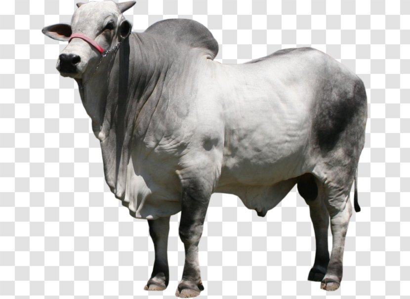 Nelore Gyr Cattle Ox Bull Dairy - Boi Transparent PNG