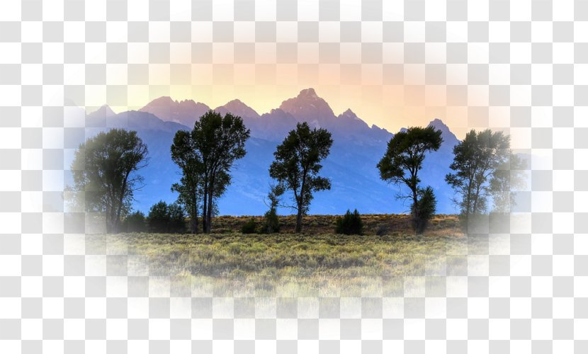 Desktop Wallpaper Tree Photography - Grass Shears Transparent PNG