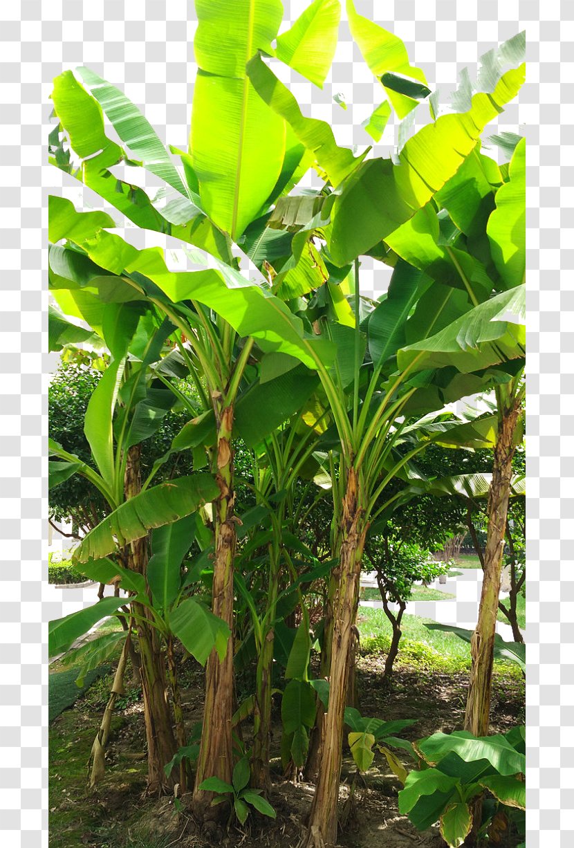 Banana Leaf Coconut Musa Basjoo - Tree - Sunshine Leaves Transparent PNG