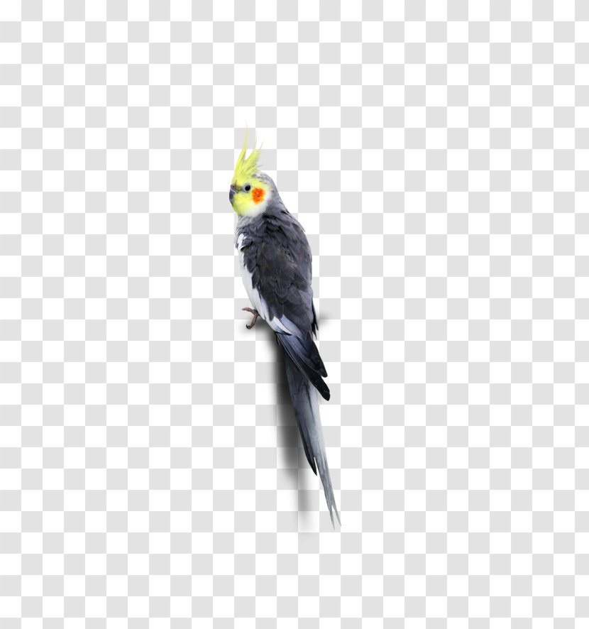 Cockatiel Parakeet Feather Cockatoo Beak - Parrot Transparent PNG