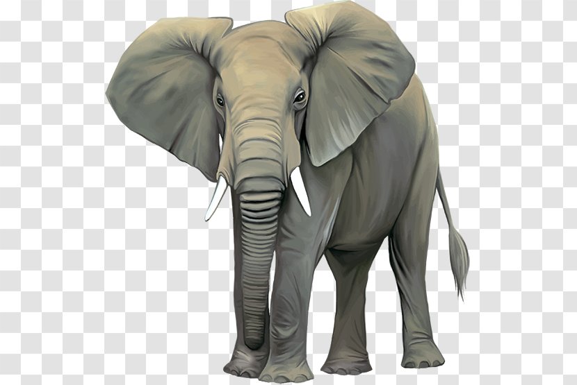 African Bush Elephant Elephantidae Indian Stock Photography Clip Art - Terrestrial Animal - Wildlife Transparent PNG