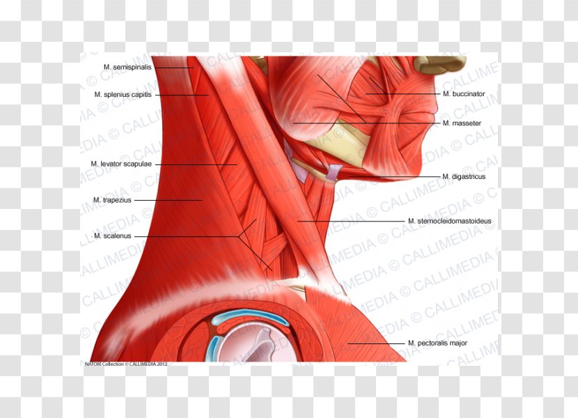 Head And Neck Anatomy Muscle Pelvis Human Body - Heart - Arm Transparent PNG