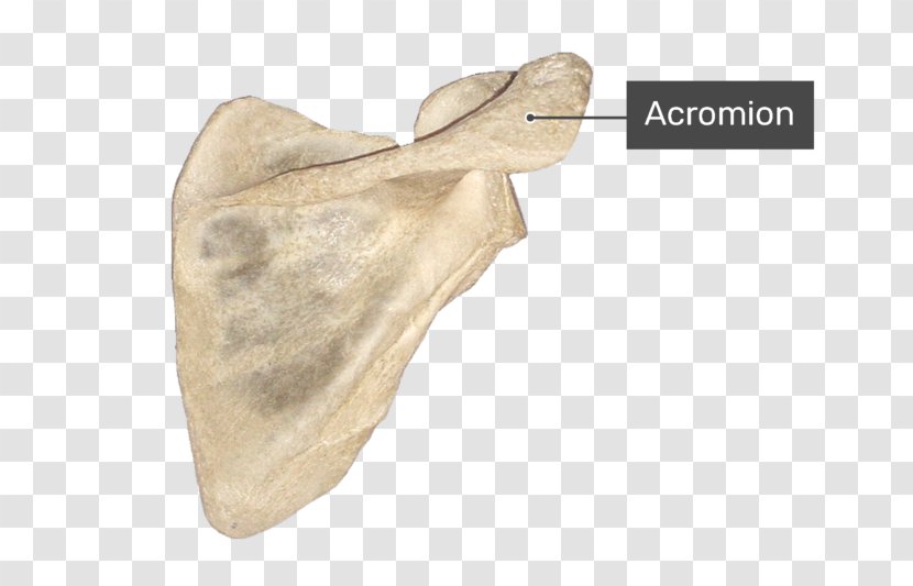 Scapula Anatomy Acromion Joint Bone - Tree - Medial Border Of Transparent PNG