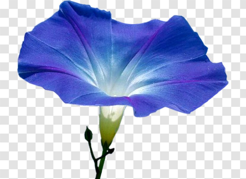Flower Annual Plant Blossom Morning Glory Seed - Solanales Transparent PNG