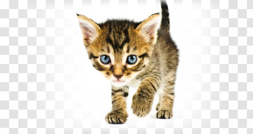 Dog Kitten British Shorthair Puppy Veterinarian - Cat Transparent PNG