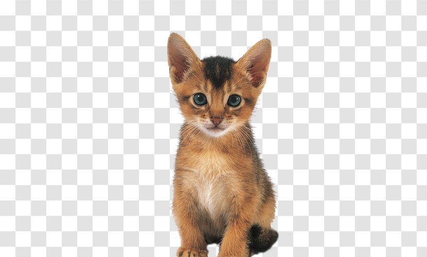 Abyssinian Whiskers American Wirehair German Rex Kitten - Asian Transparent PNG