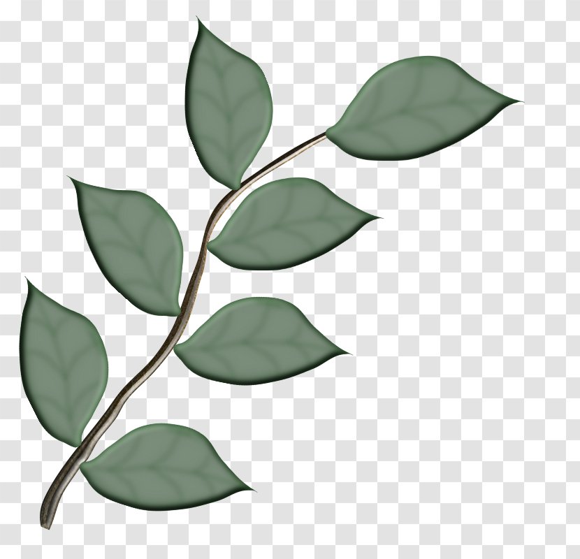 Leaf I Confini Dell'anima Branch Plant Stem - Soul Transparent PNG