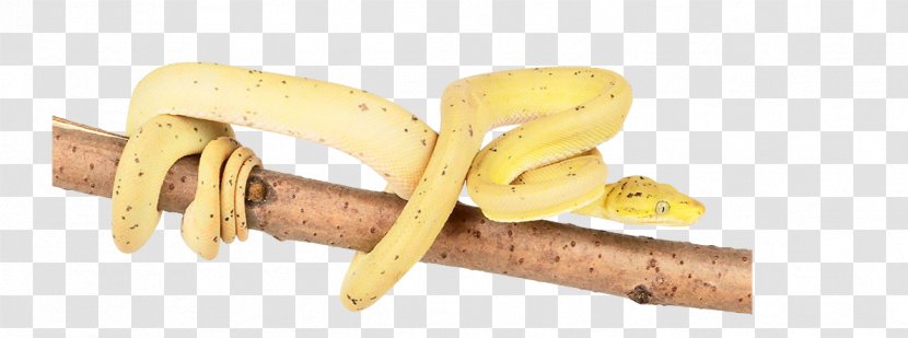 Venomous Snake Cobra Clip Art - Food Transparent PNG