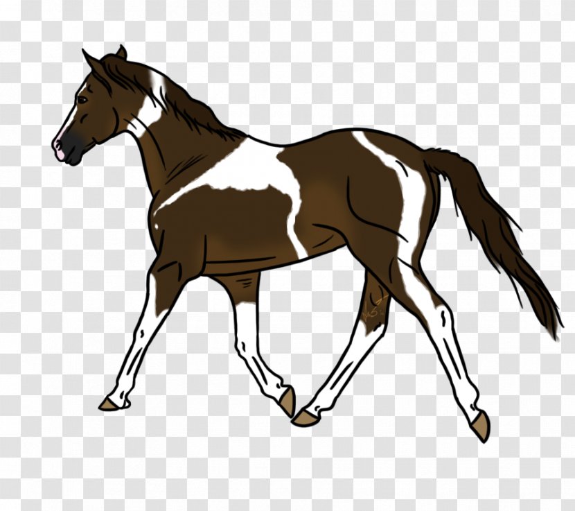 Foal Mustang Hunt Seat Pony Colt - Filly Transparent PNG