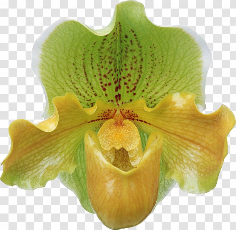 Flower Bouquet Moth Orchids FIBERAM - Cartoon - Orchid Transparent PNG