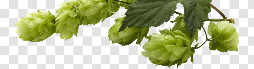 Beer Yakima Valley AVA Common Hop Hops - Craft Transparent PNG