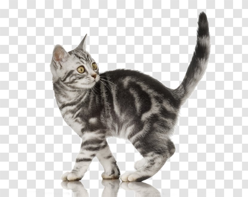 American Shorthair British Oriental Persian Cat Exotic - Dragon Li - Pet Kitten Transparent PNG