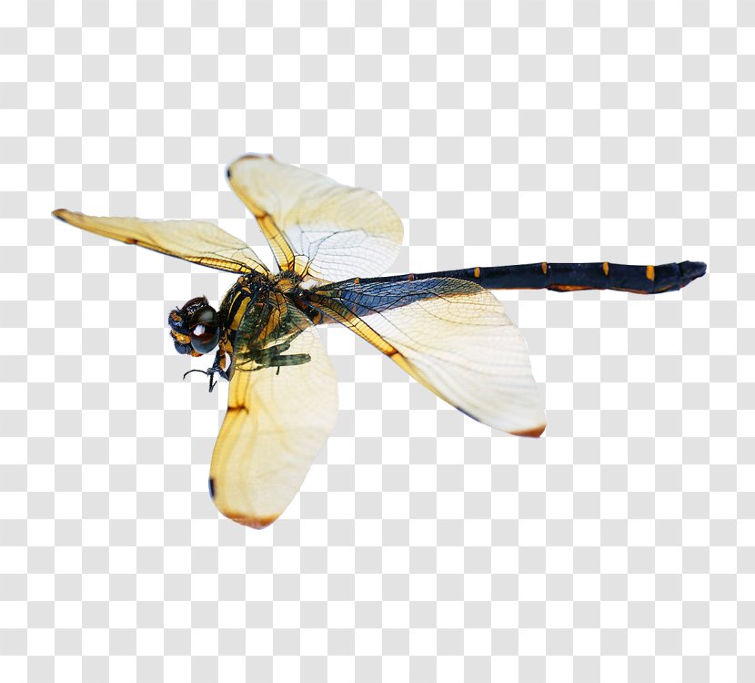Dragonfly Butterfly Beetle Image Pterygota - Flower - Dragonflies Transparent PNG