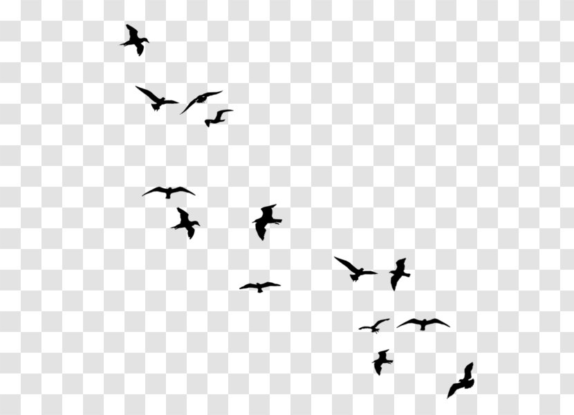 Bird Flight Drawing Clip Art - Wildlife - Fly Pigeons Transparent PNG