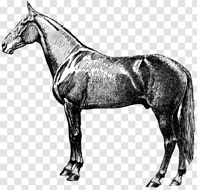 Horse Equestrian Victorian Clip Art - Cliparts Transparent PNG