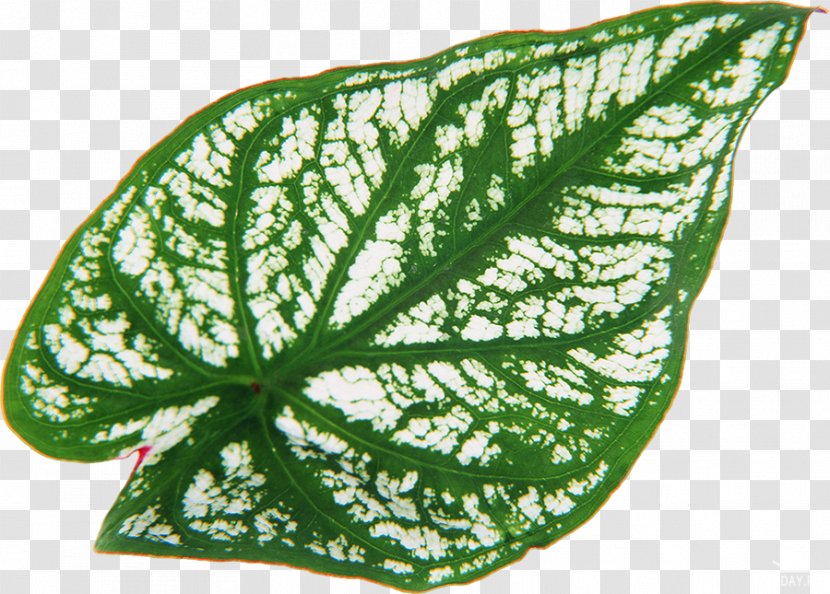 Leaf Heart Of Jesus Plant Vascular Bundle - Perennial Transparent PNG