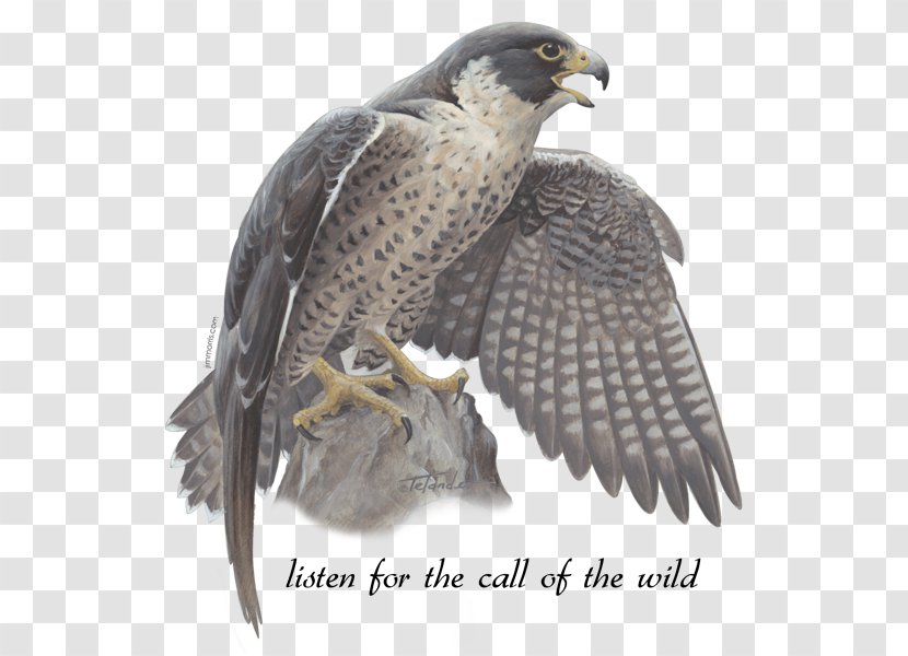 Hawk Jim Morris Environmental T-Shirt Co. The Peregrine Falcons - Tshirt - Falcon Transparent PNG