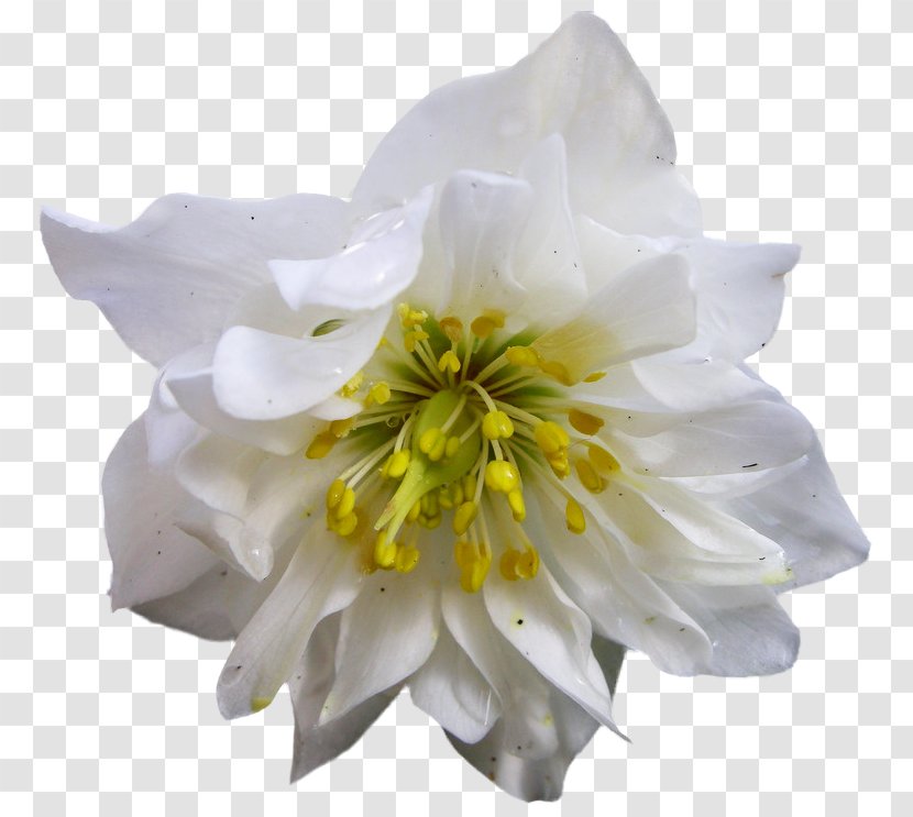 Hellebore Download - Plant - Flower Transparent PNG