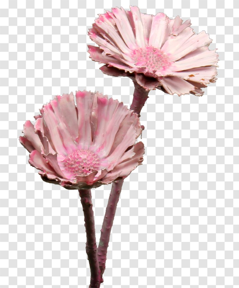 Sugarbushes Cut Flowers Protea Repens Intercity-Express Yellow - Intercityexpress Transparent PNG