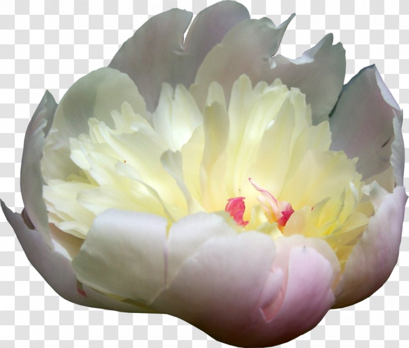Peony Flower - Plant - Peonies Picture Transparent PNG