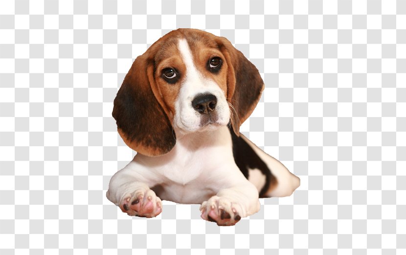 Beagle-Harrier Puppy Dachshund Basset Hound - Finnish - Dogs And Cats Transparent PNG