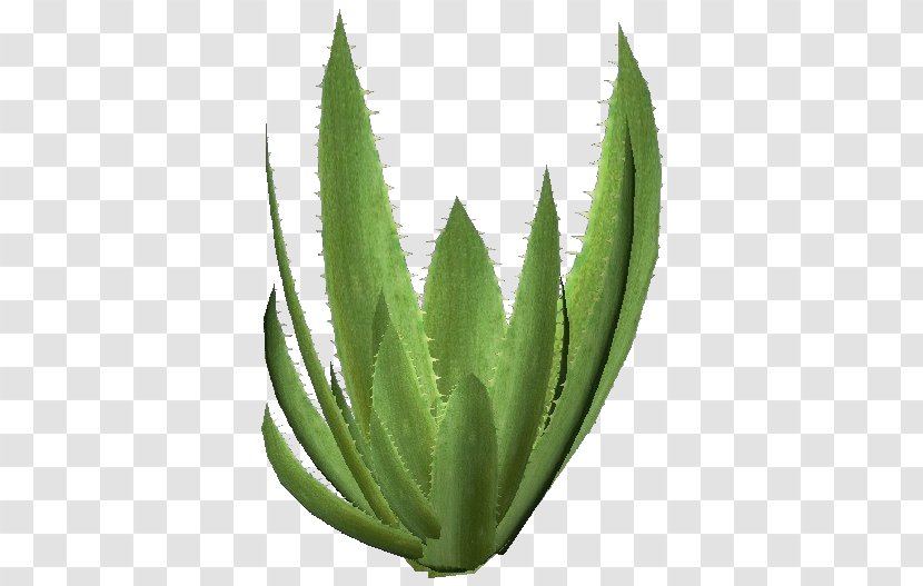 Aloe Vera Succulent Plant Agave Azul Xanthorrhoeaceae - Building Information Modeling Transparent PNG