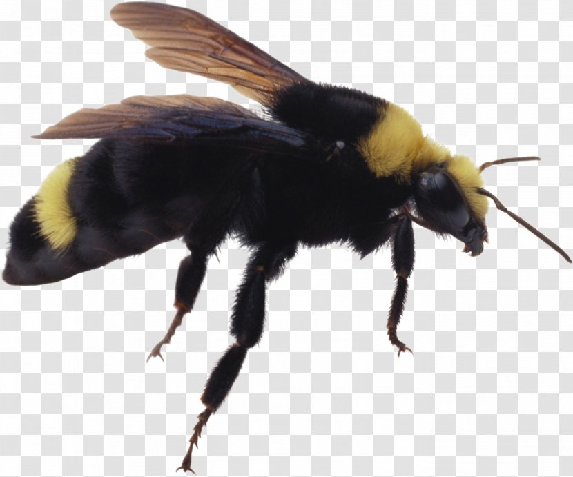 Western Honey Bee Insect - Image Transparent PNG