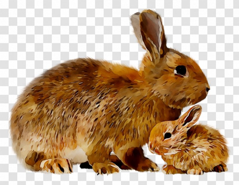 Domestic Rabbit Hare Fauna Terrestrial Animal - Lower Keys Marsh Transparent PNG