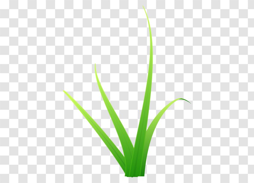 Leaf Plant Stem Flower Grasses Line - Green Transparent PNG