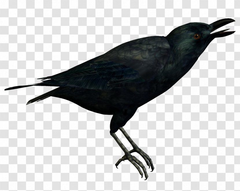 American Crow New Caledonian Bird - Beak Transparent PNG