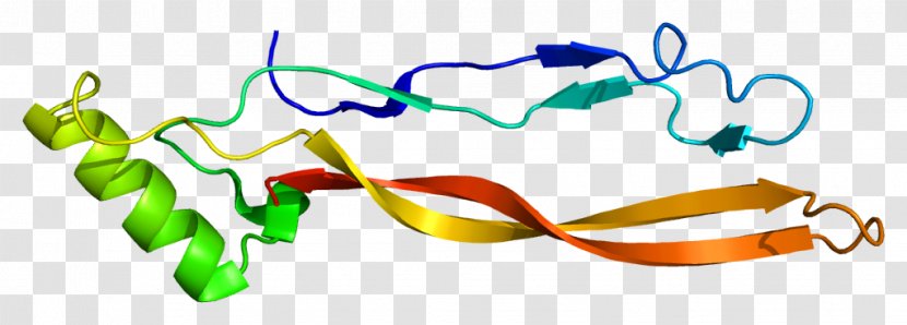 Growth Differentiation Factor GDF5 GDF15 Protein GDF11 - Heart - Cell Transparent PNG