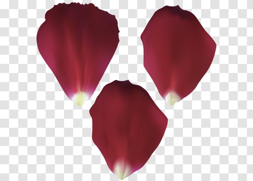 Petal Red Pink Magenta Flower - Tulip - Cut Flowers Herbaceous Plant Transparent PNG