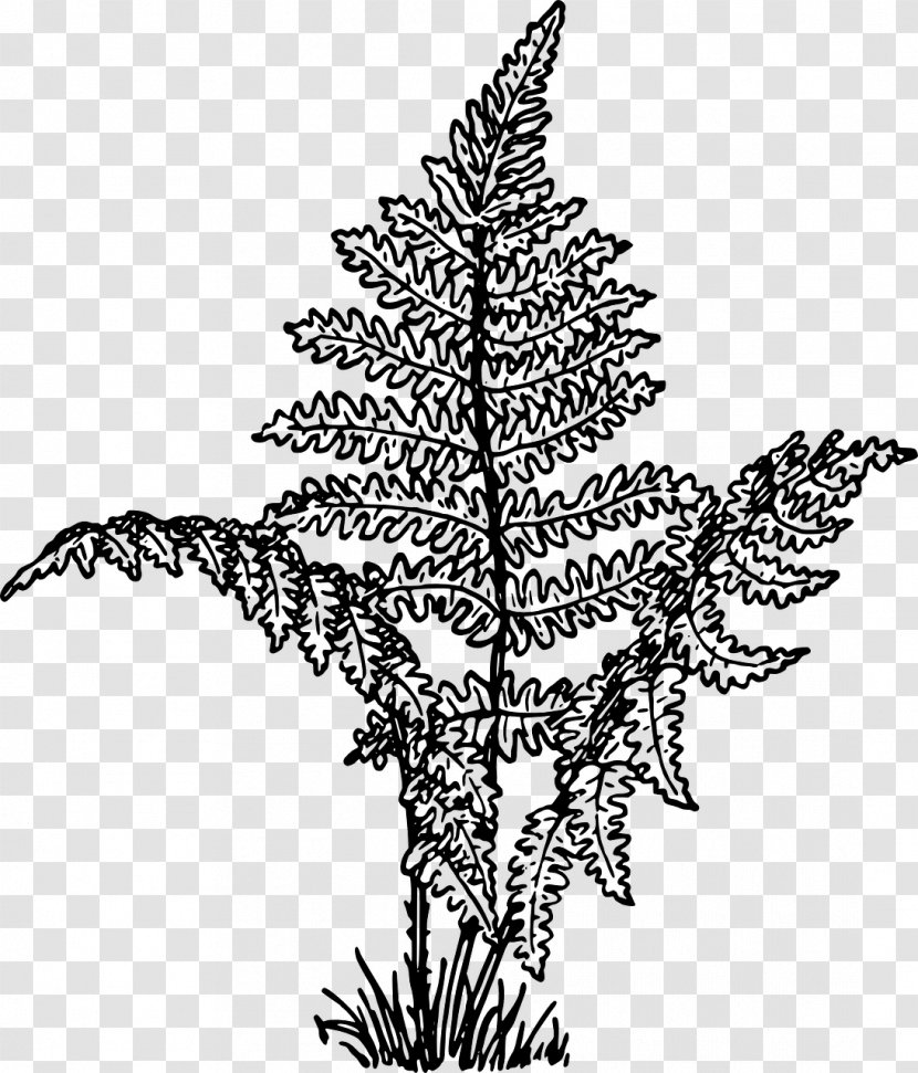 Lady Fern Drawing Plant Frond - Monochrome Photography Transparent PNG