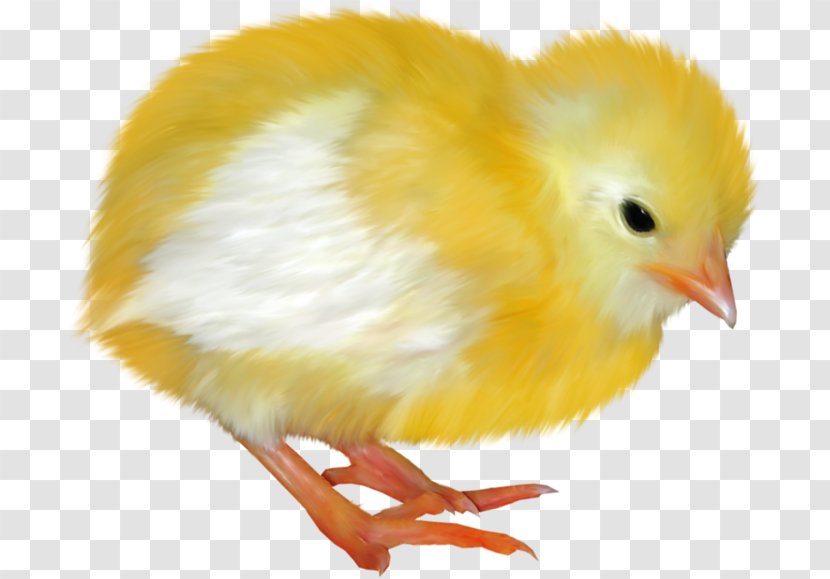 Chicken Blog Easter Clip Art - Liveinternet Transparent PNG