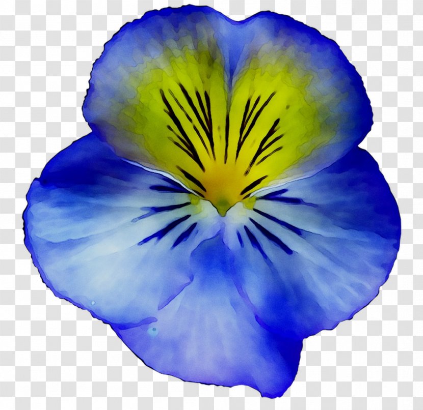 Pansy Blue Yellow Flower - Viola - Plant Transparent PNG