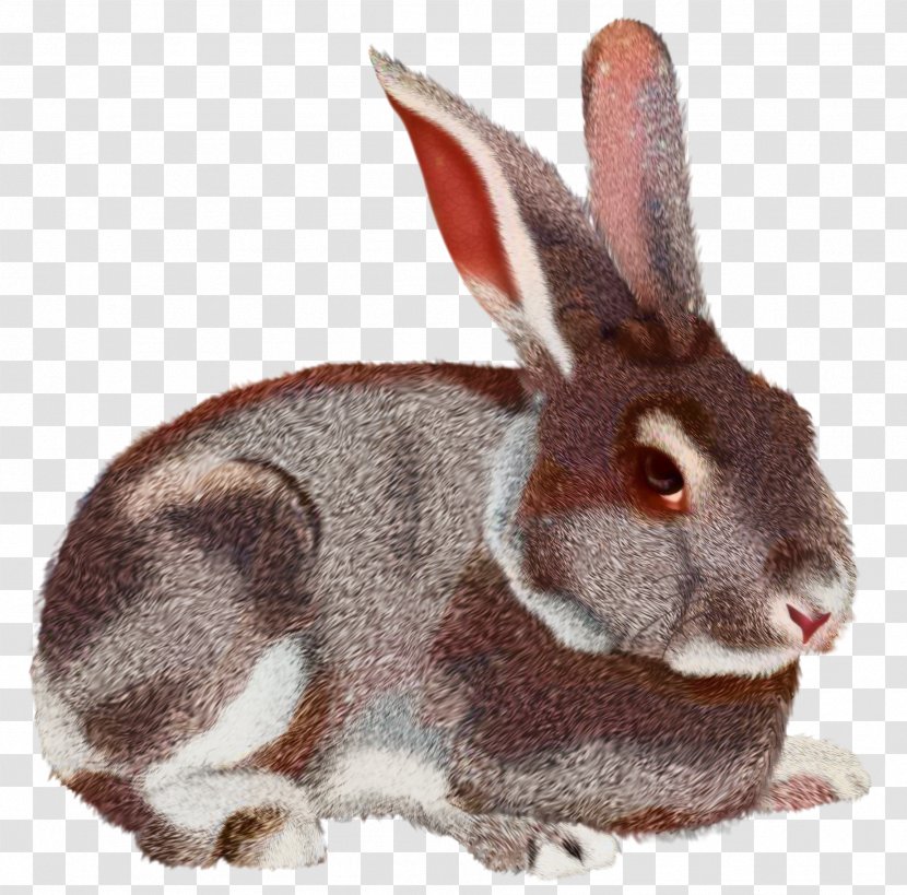 Hare Domestic Rabbit Clip Art - Wood - Mountain Cottontail Transparent PNG