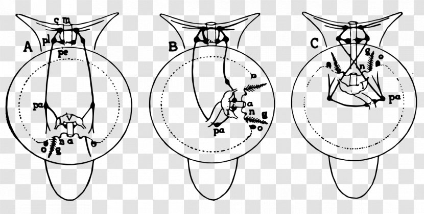Streptoneury Euthyneury Gastropods Plesiomorfia /m/02csf - Heart - Intestines Transparent PNG