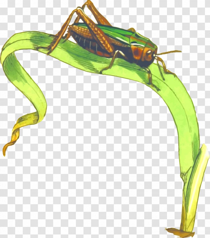 Grasshopper Cricket Clip Art - Invertebrate Transparent PNG