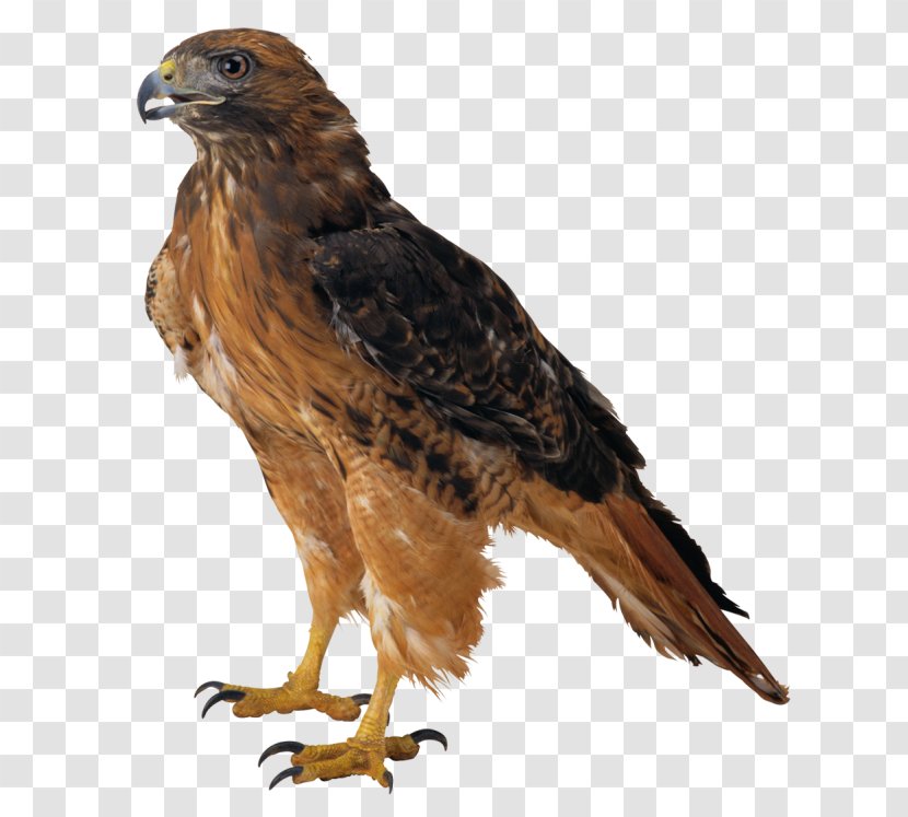 Bald Eagle Download Clip Art - Bird Of Prey - Picture Transparent PNG